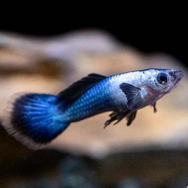 Poecilia ret.   Guppy panda M